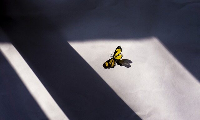 Encisada Voluntariat